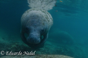 manatee by Eduardo Nadal 